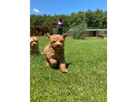 Maltipoo yavruları sizleri bekliyor  