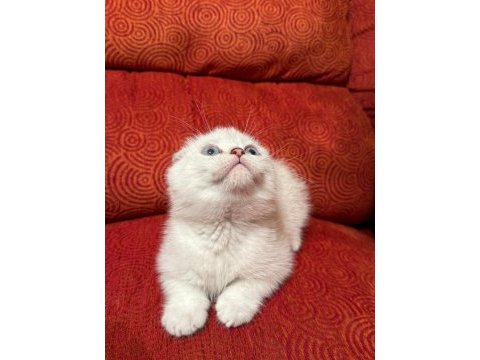 A kalite scottish fold yavrularımız