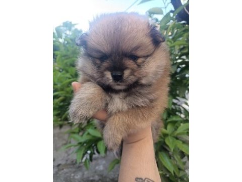 Tatlılık abidesi son 2 yavru 1 dişi 1 erkek pomeranian