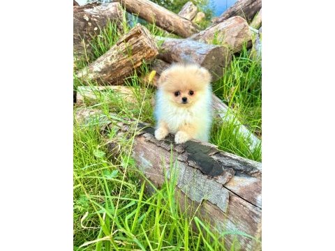Teddy face pomeranian