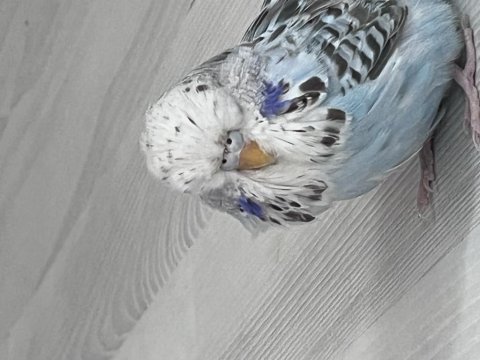 Show jumbo dişi yavru show jumbo dişi yetişkin muhabbet kuşu