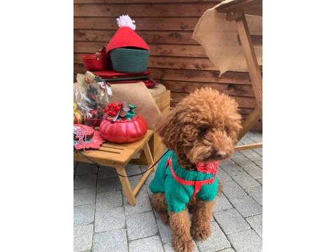 Korea kan red brown poodle 2 yaşında damızlık erkek