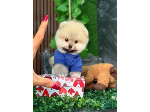 Ayı surat boo yavrular