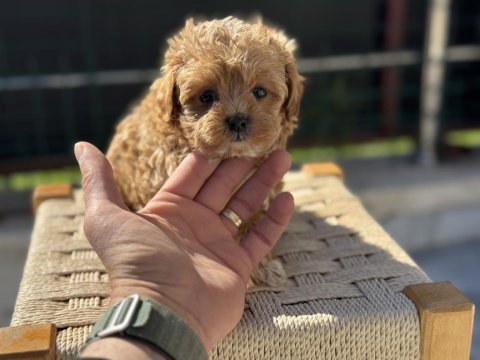 En güzel maltipoo yavrular ziyarete açık