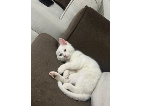 Safkan british shorthair bluepoint