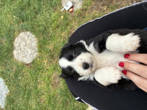 Ücretsiz yavru köpeğimiz sahiplendirme ilanı