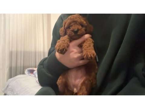 Red brown toy poodle safkan şecereli