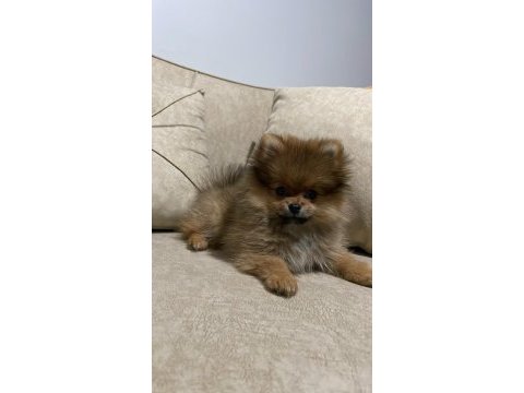 2 aylık tuvalet eğitimli dişi pomeranian uygun