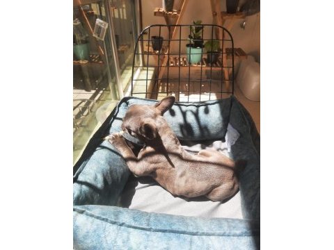 Sahiplendirmek üzere 7 aylık french bulldog