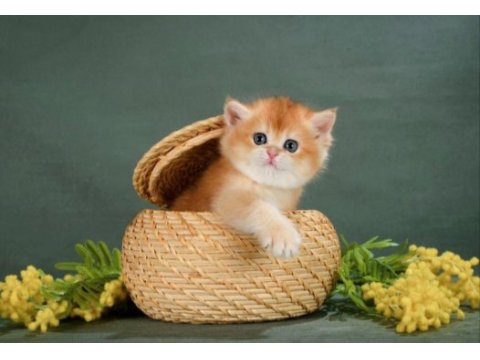 Lisanslı üretim evinden british shorthair golden bebekler