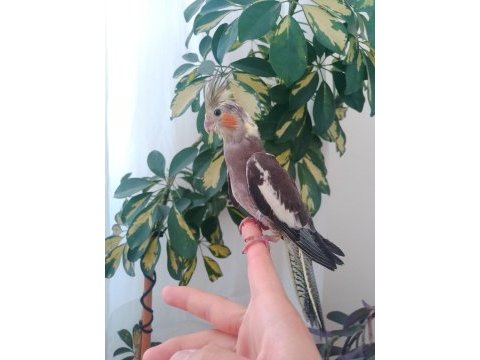 Üreticiden 45 günlük yeni yeme düşen sulan