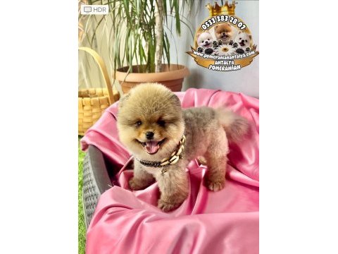 Antalya garantili ayı surat pomeranian boo yavru