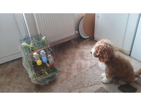 4 aylık aşıları tam çip takılı pasaportlu eğitimli poodle