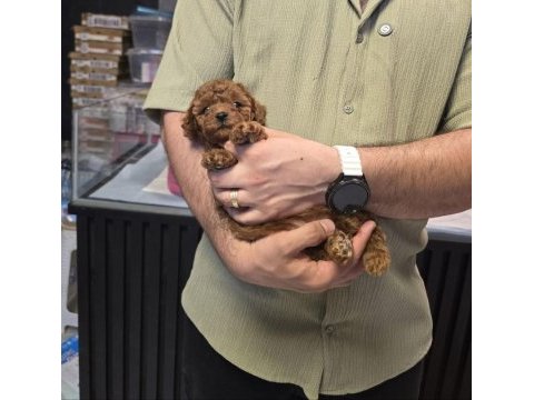Toy poodle bebeklerimiz