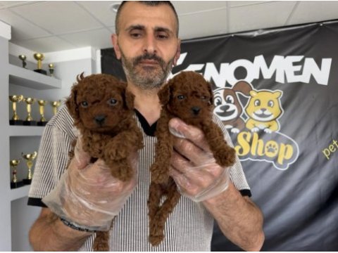 Türkiye’nin en güzel maltipoo yavruları ankara mağaza 