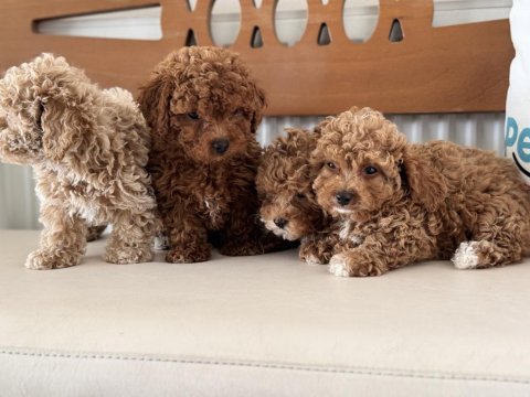 Wc eğitimli kore maltipoo yavrularımız