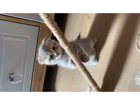 British shorthair kediler