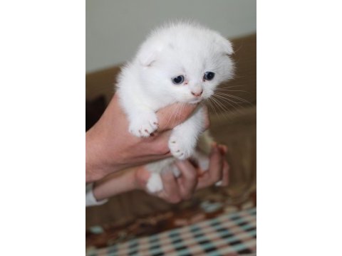Rezerveye hazır güzel scottish fold yavrularım