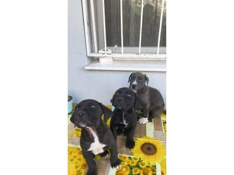 Cane corso yavruları