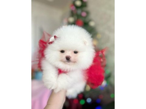 Ayı surat pomeranian yavrular