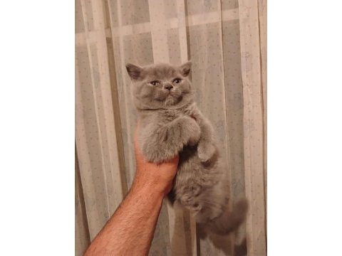 55 günlük yavru british shorthair kediler