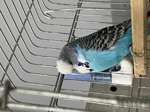 Çift has jumbo muhabbet kuşu ihtiyaçtan dolayı verilecek