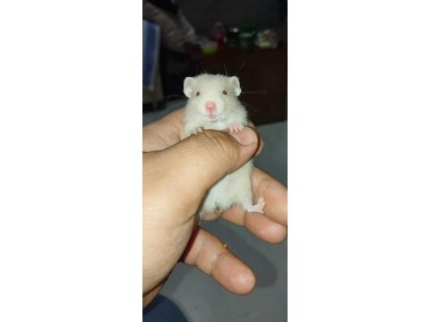 Renk güzeli teddy bear hamster