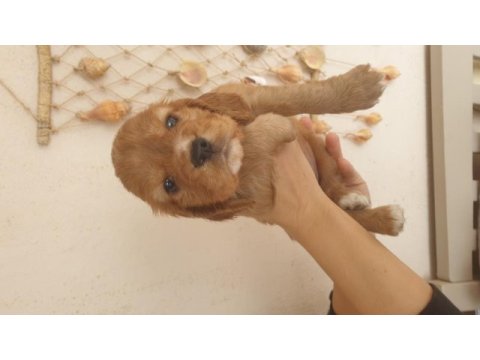 Çok ama çok uygun bayram şekeri cocker köpekler