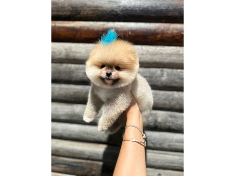 Erkek dişi pomeranian yavrularımız