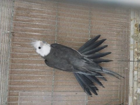 Yavru sultan wf albino ve grey 1 takim wf sultan
