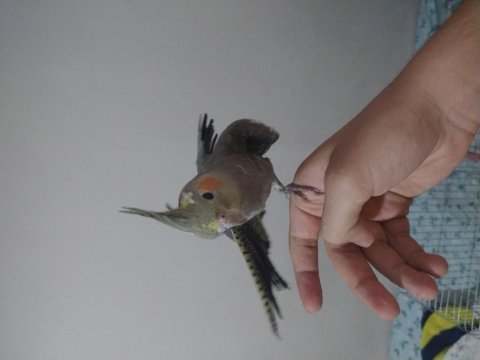 Yavru sultan papağanı 3 aylık