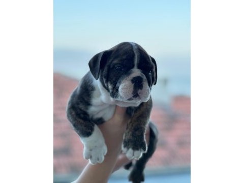 A kalite ingiliz bulldog bebek