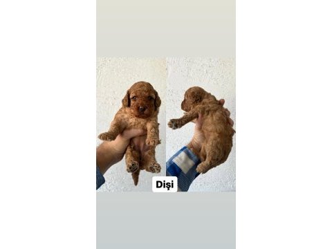 Ev ortamında büyüyen yavrular ırk ve sağlık garantili poodle