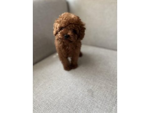 Kore kan toy poodle bebekler