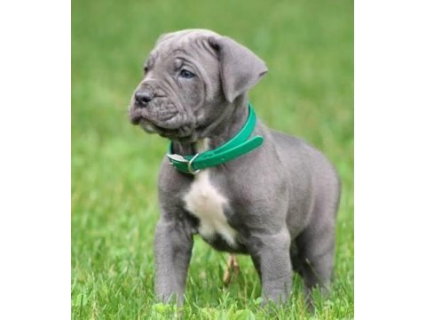 2 aylık canavar cane corso yavrularım