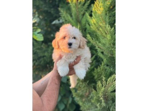 Maltipoo yavrularımızı canlı görerek alabilirsiniz