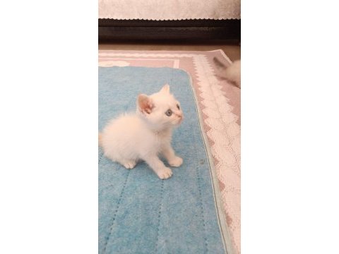 British shorthair yavruları