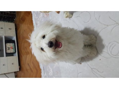 Ama çok şeker maltese