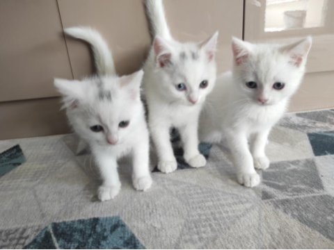 2 aylık 3 erkek yavru british shorthair