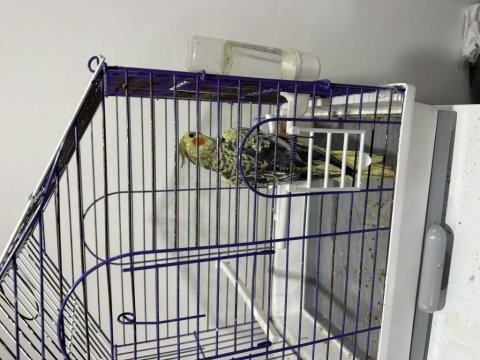 Erkek çok güzel jumbo sultan al götür kaçırma