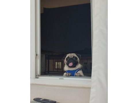 1 yaşında aşıları tam pug