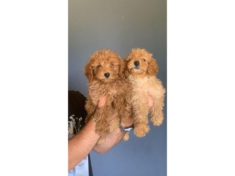 Burkem ailesinden muhteşem poodle yavruları
