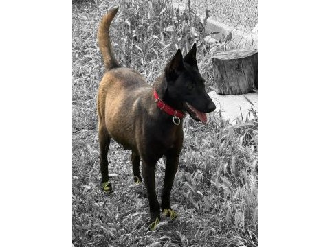Belçika dark malinois romanya kan hattı