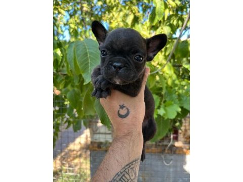 Uygun dişi french bulldog