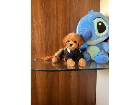 Show kalite toy poodle yavruları