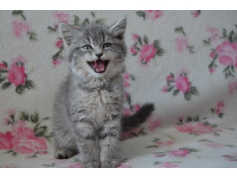 British shorthair yavrular