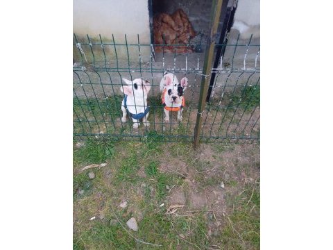French bulldog 6 aylık yavrularımız