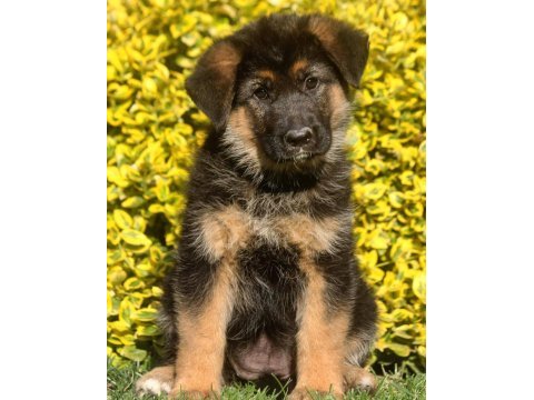 Alman çoban köpeği yavruları