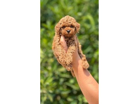 Tüy dökmeyen poodle yavruları