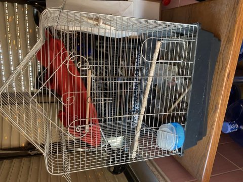 Kanarya ve muhabbet kuşu kafesi